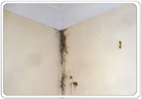 mould across a ceiling