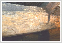 Prolonged dampness has caused these timbers to be weakened by wet rot 